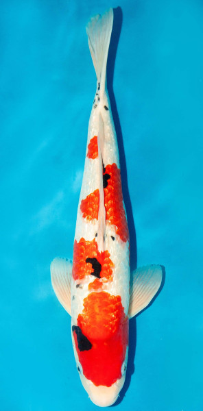 Koi 40-45cm Nr. 3422