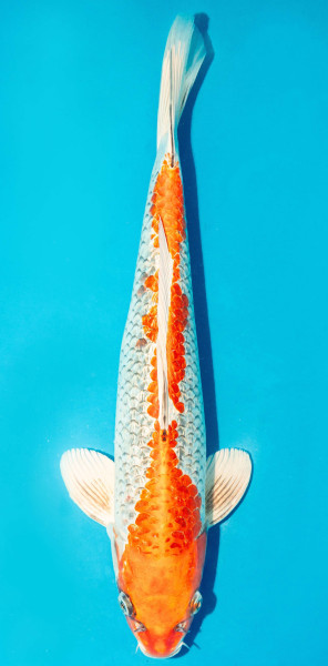 Koi 40-45cm Nr. 3423