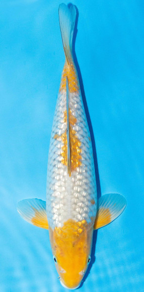 Koi 40-45cm Nr. 1530