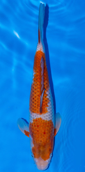 Koi 35-40cm Nr. 302