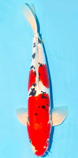 Koi 35-40cm Nr. 1342