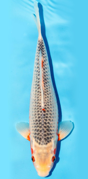 Koi 35-40cm Nr. 1352