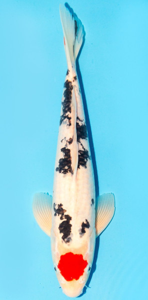 Koi 35-40cm Nr. 1385
