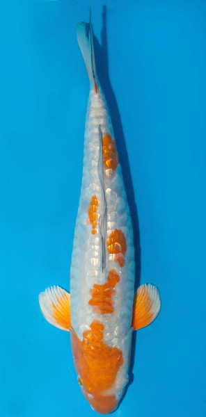 Koi 57cm Nr. 1802