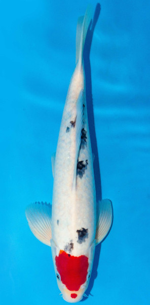 Koi 40-45cm Nr. 1598