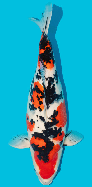Sanke ca. 56cm Nr. 4836