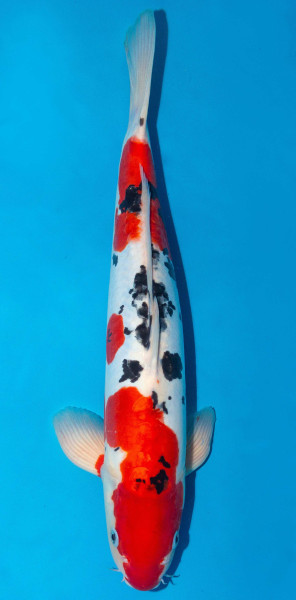 Koi 45-50cm Nr. 1720