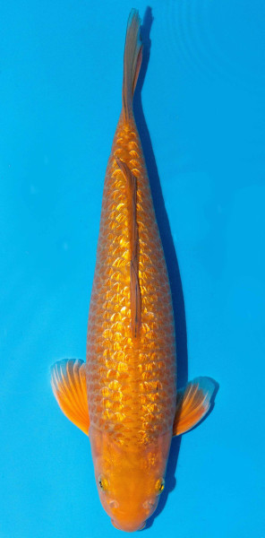 Koi 40-45cm Nr. 1566