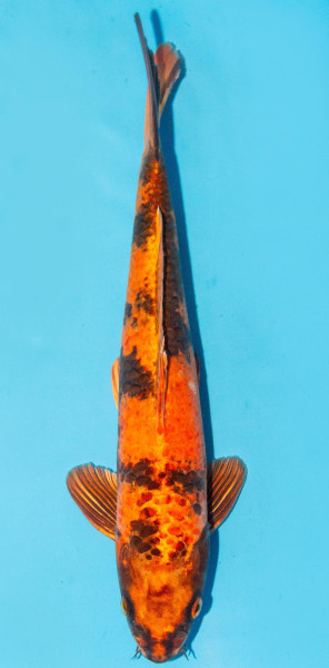 Koi 35-40cm Nr. 1309