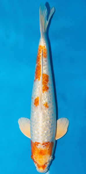 Koi 45-50cm Nr. 1738