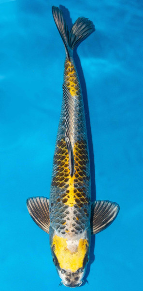 Koi 45-50cm Nr. 1733