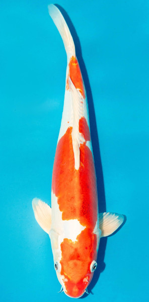 Koi 40-45cm Nr. 3919