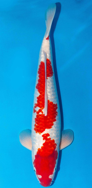 Koi 45-50cm Nr. 1706
