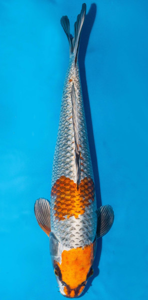 Koi 45-50cm Nr. 1735
