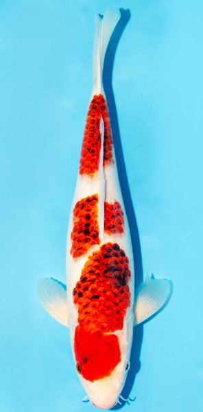 Koi 35-40cm Nr. 1383