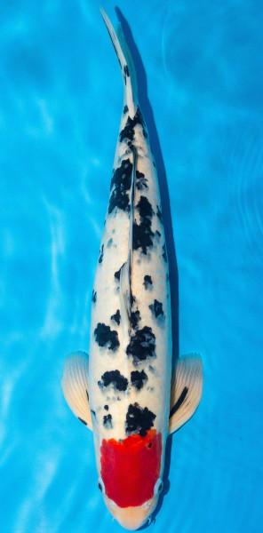 Koi 45-50cm Nr. 1715
