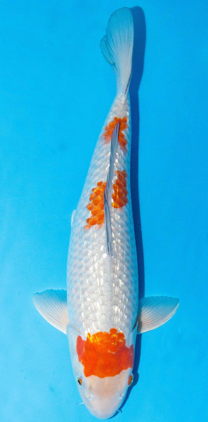Koi 40-45cm Nr. 1511