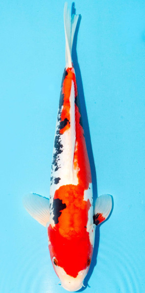 Koi 35-40cm Nr. 1363