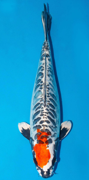 Koi 45-50cm Nr. 1721