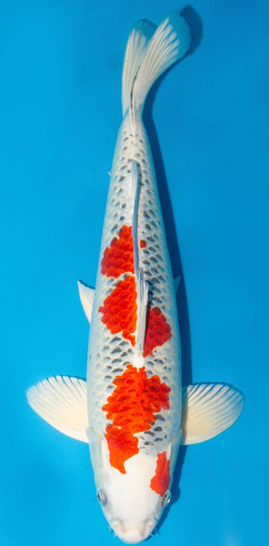 Koi 50cm Nr. 1804