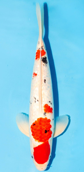 Koi 35-40cm Nr. 1351
