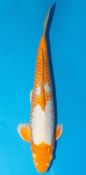 Koi 45-50cm Nr. 1719
