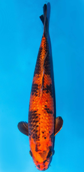 Koi 40-45cm Nr. 1577