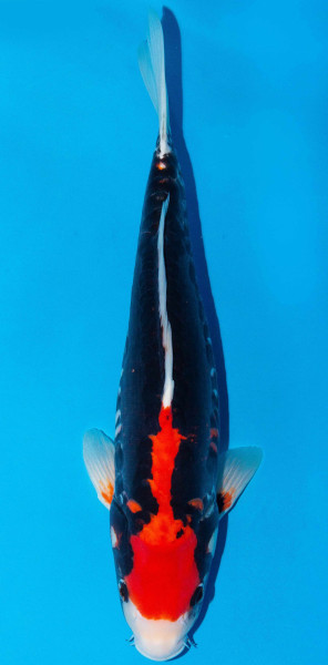 Koi 40-45cm Nr. 1560