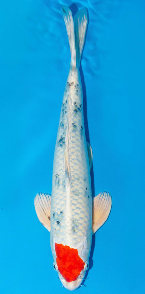 Koi 40-45cm Nr. 3414