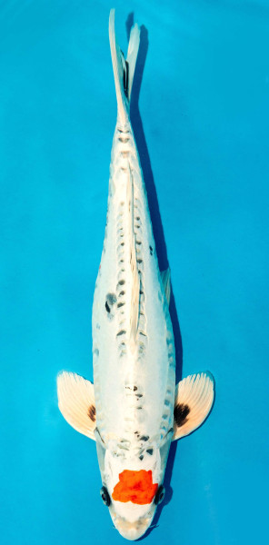 Koi 40-45cm Nr. 3911