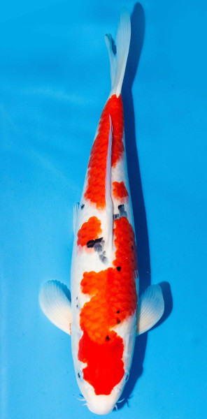 Koi 40-45cm Nr. 1504