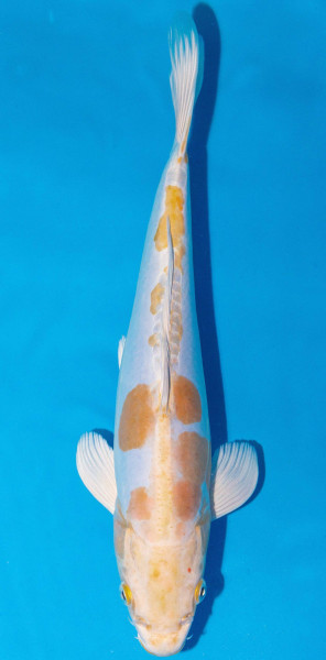 Koi 35-40cm Nr. 1391