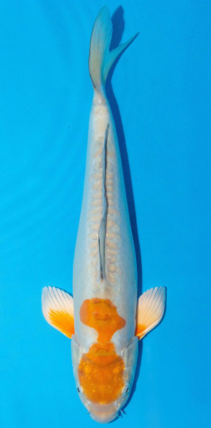 Koi 40-45cm Nr. 1600