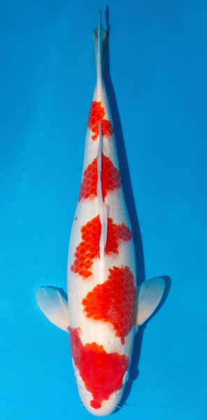 Koi 45-50cm Nr. 1744