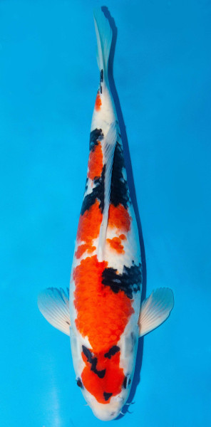 Koi 45-50cm Nr. 1722