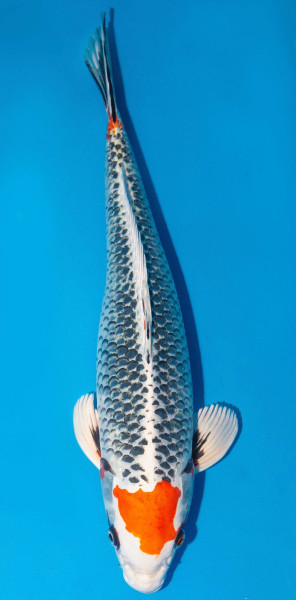 Koi 45-50cm Nr. 1743