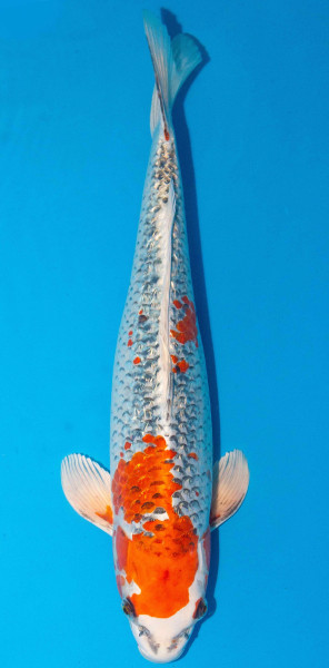 Koi 45-50cm Nr. 1745