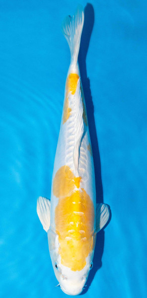 Koi 40-45cm Nr. 1508