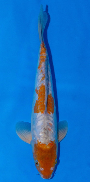 Koi 35-40cm Nr. 378