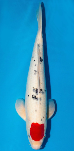 Koi 45-50cm Nr. 1736