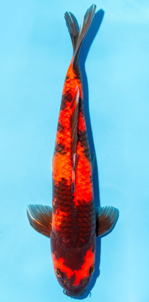 Koi 35-40cm Nr. 1345