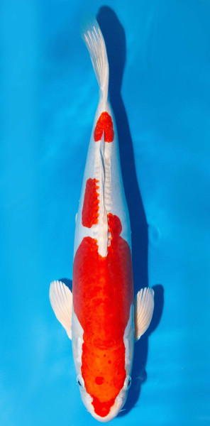 Koi 40-45cm Nr. 1605