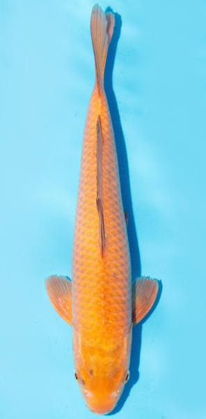 Koi 35-40cm Nr. 1380