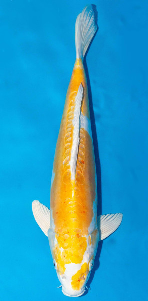 Koi 45-50cm Nr. 1710