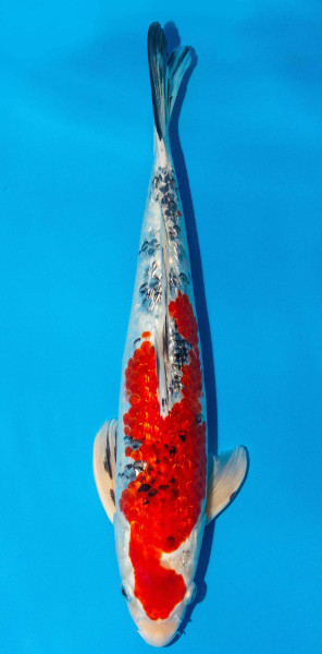 Koi 40-45cm Nr. 1606