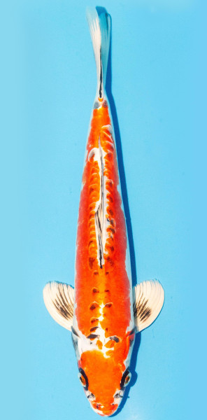 Koi 35-40cm Nr. 1361