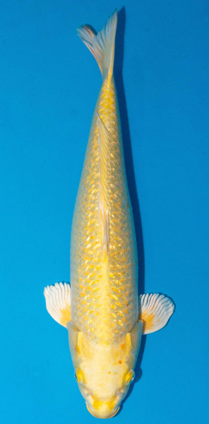 Koi 45-50cm Nr. 1746