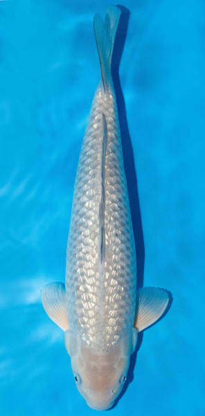 Koi 40-45cm Nr. 1589