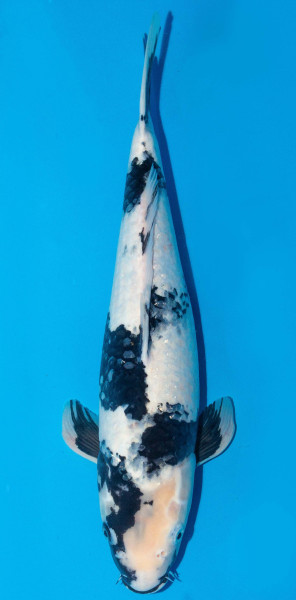 Koi 45-50cm Nr. 1708
