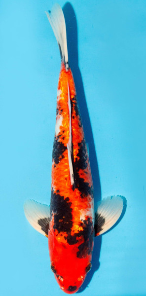 Koi 35-40cm Nr. 1378